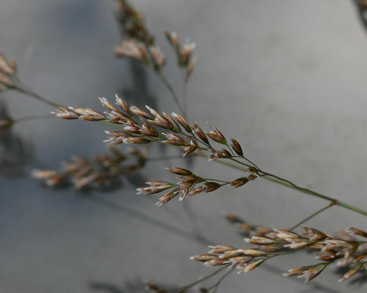 Deschampsia cespitosa (door Wim van der Neut)