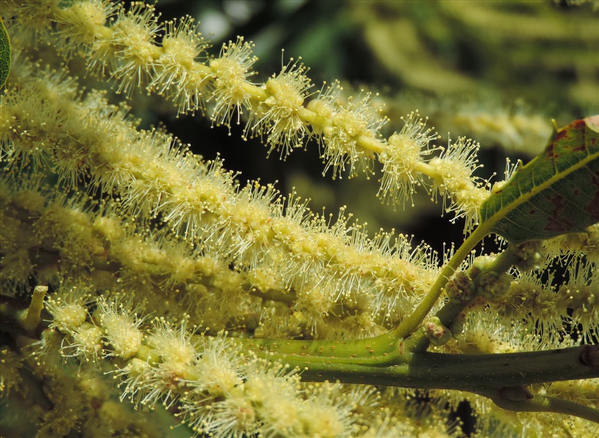 Castanea sativa (door Wim van der Neut)