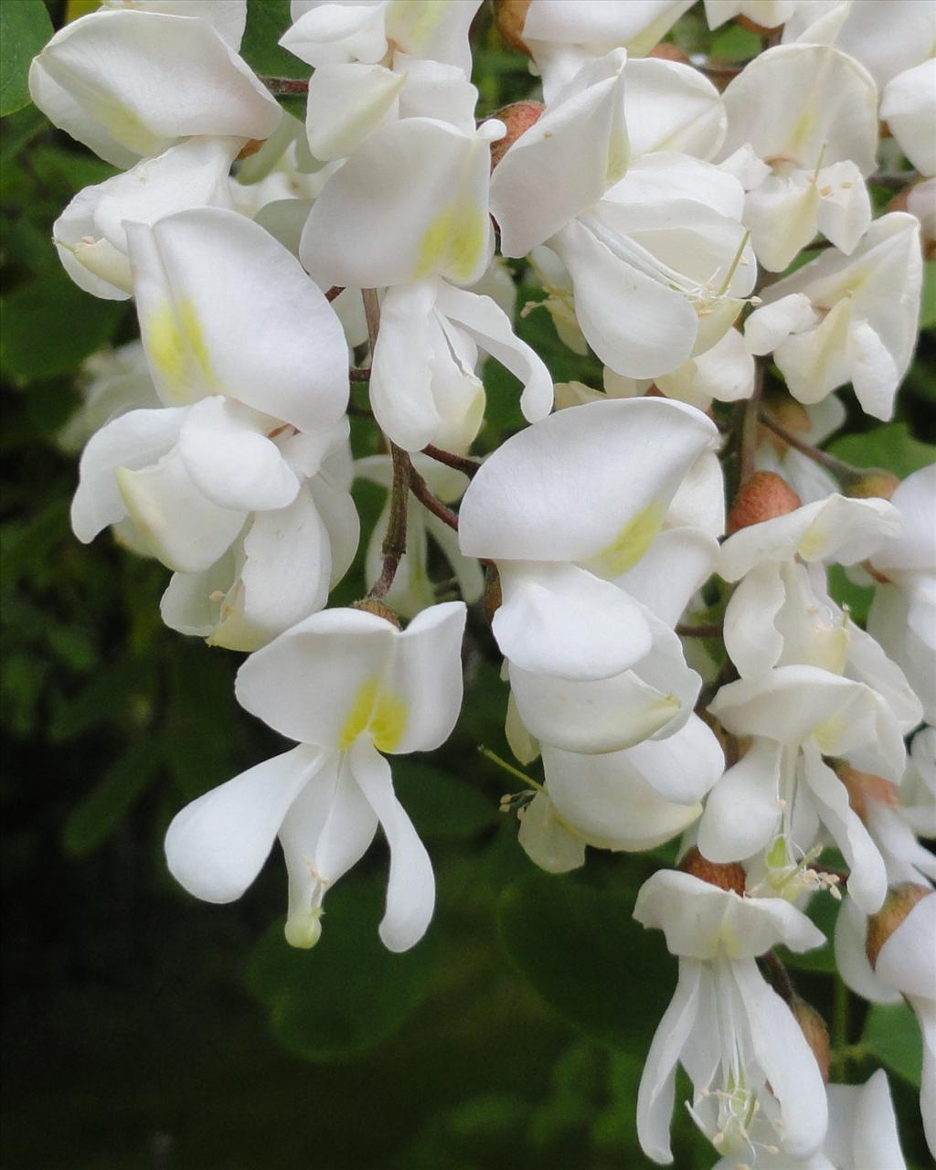 Robinia pseudoacacia (door wim van der neut)