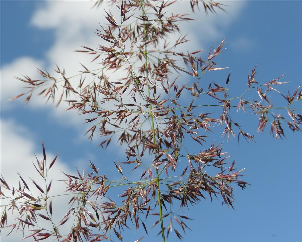 Calamagrostis canescens (door Wim van der Neut)