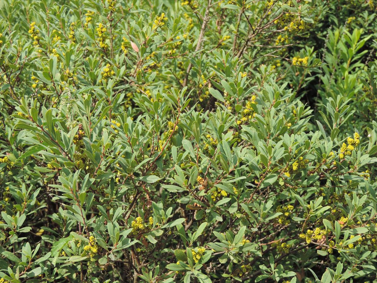 Myrica gale (door Wim van der Neut)