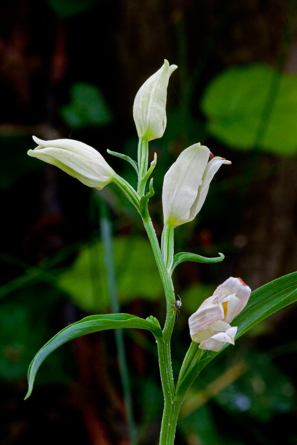 Cephalanthera damasonium (door John Breugelmans)