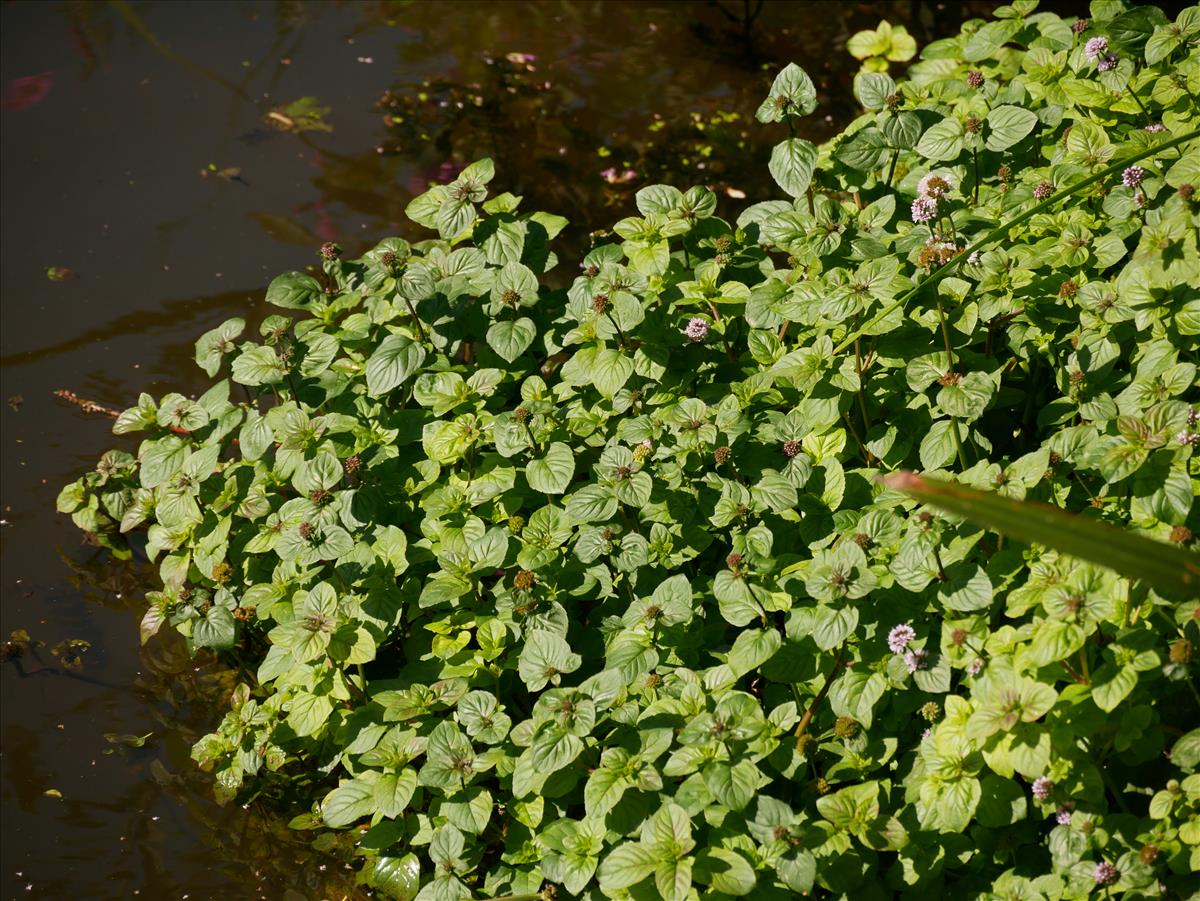 Mentha aquatica (door Wim van der Neut)