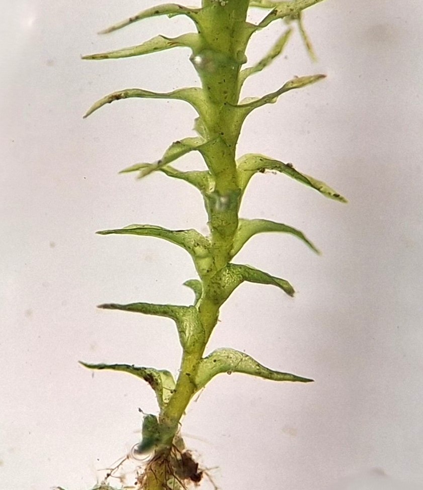 Dicranella schreberiana var. robusta (door Muriël Schouten)