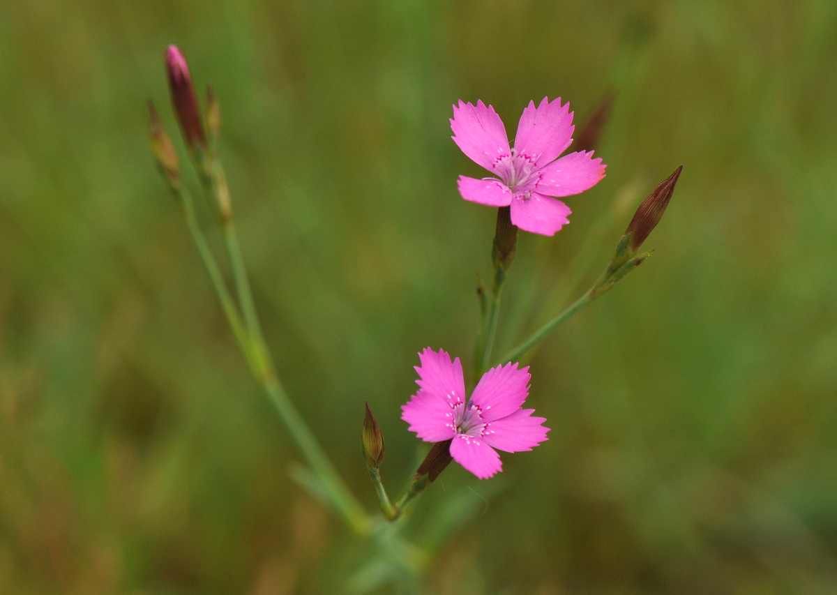 Dianthus deltoides (door Willie Riemsma)