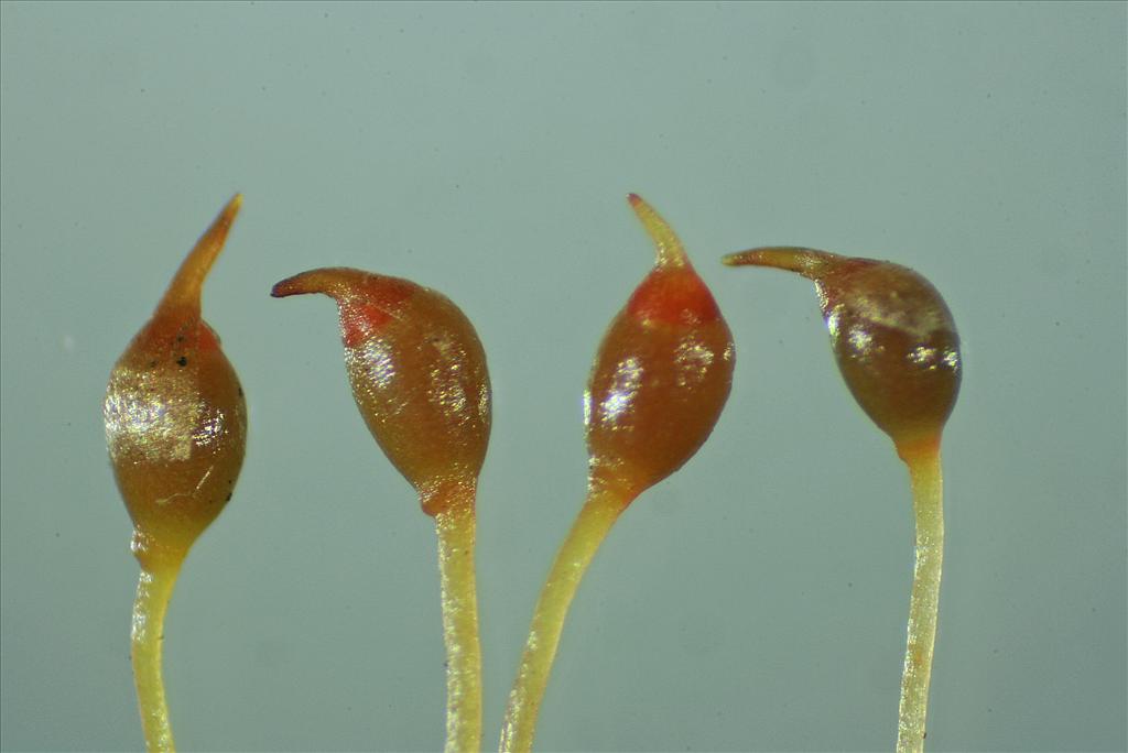 Dicranella cerviculata (door Jan Kersten)