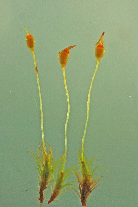 Dicranella cerviculata (door Jan Kersten)