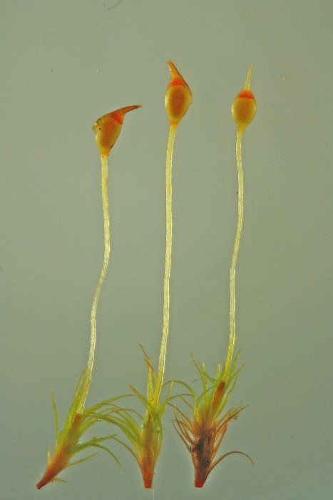 Dicranella cerviculata (door Jan Kersten)
