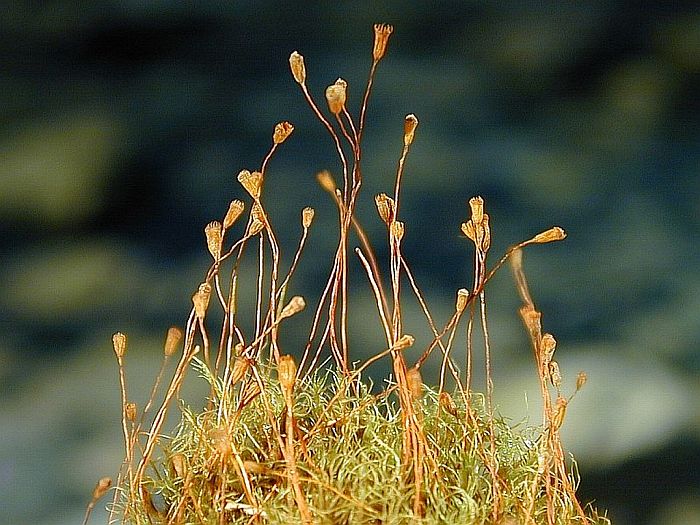 Dicranella crispa (door Michael Lueth (www.milueth.de))