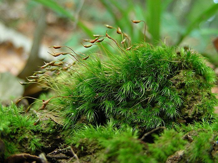 Dicranella heteromalla (door Michael Lueth (www.milueth.de))