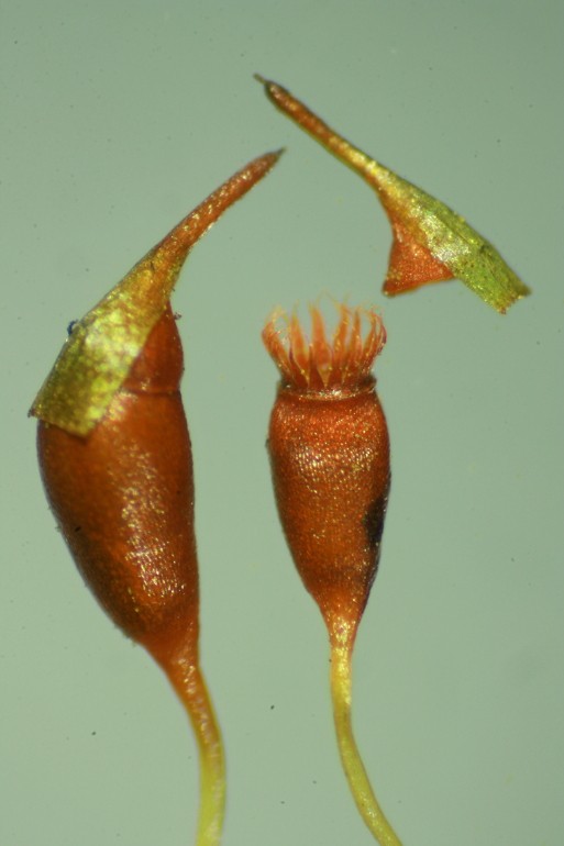 Dicranella heteromalla (door Jan Kersten)