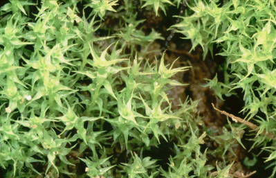 Dicranella schreberiana var. robusta (door Klaas van der Veen)