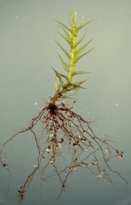 Dicranella staphylina (door Jan Kersten)