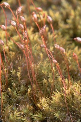 Dicranella varia (door Klaas van der Veen)