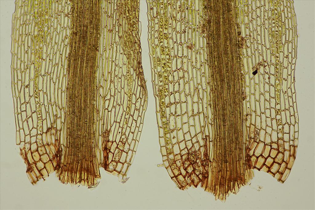 Dicranum montanum (door Jan Kersten)