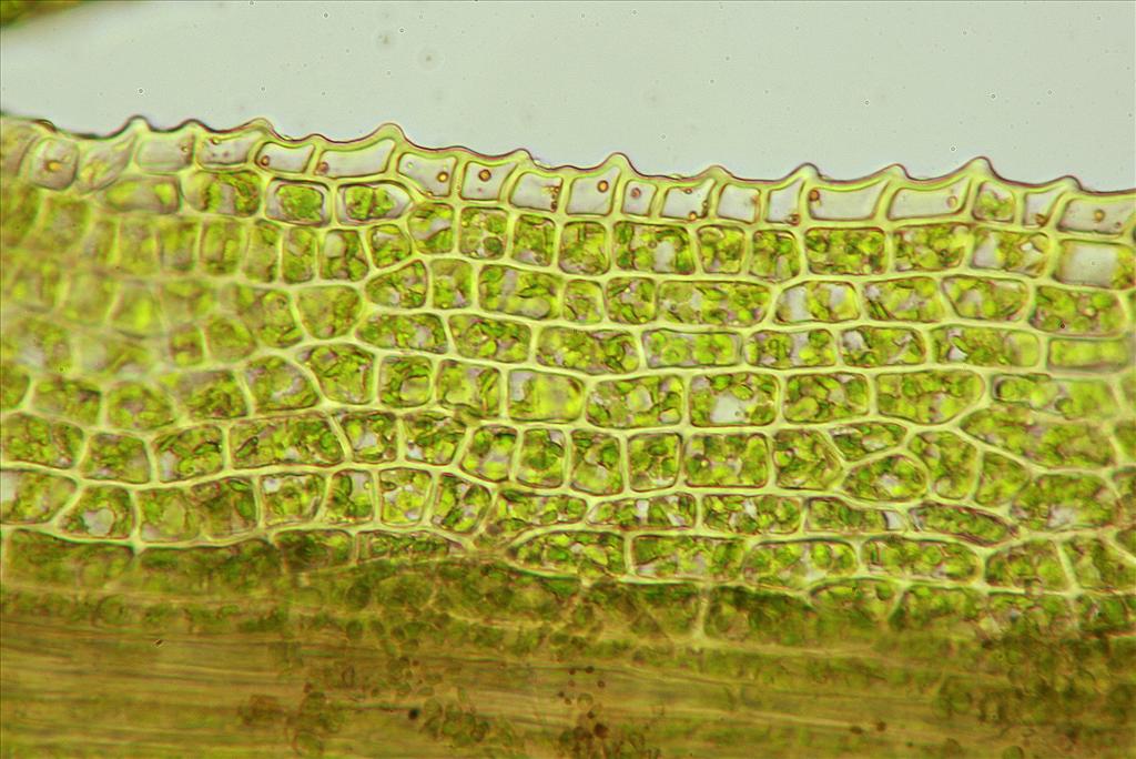 Dicranum montanum (door Jan Kersten)