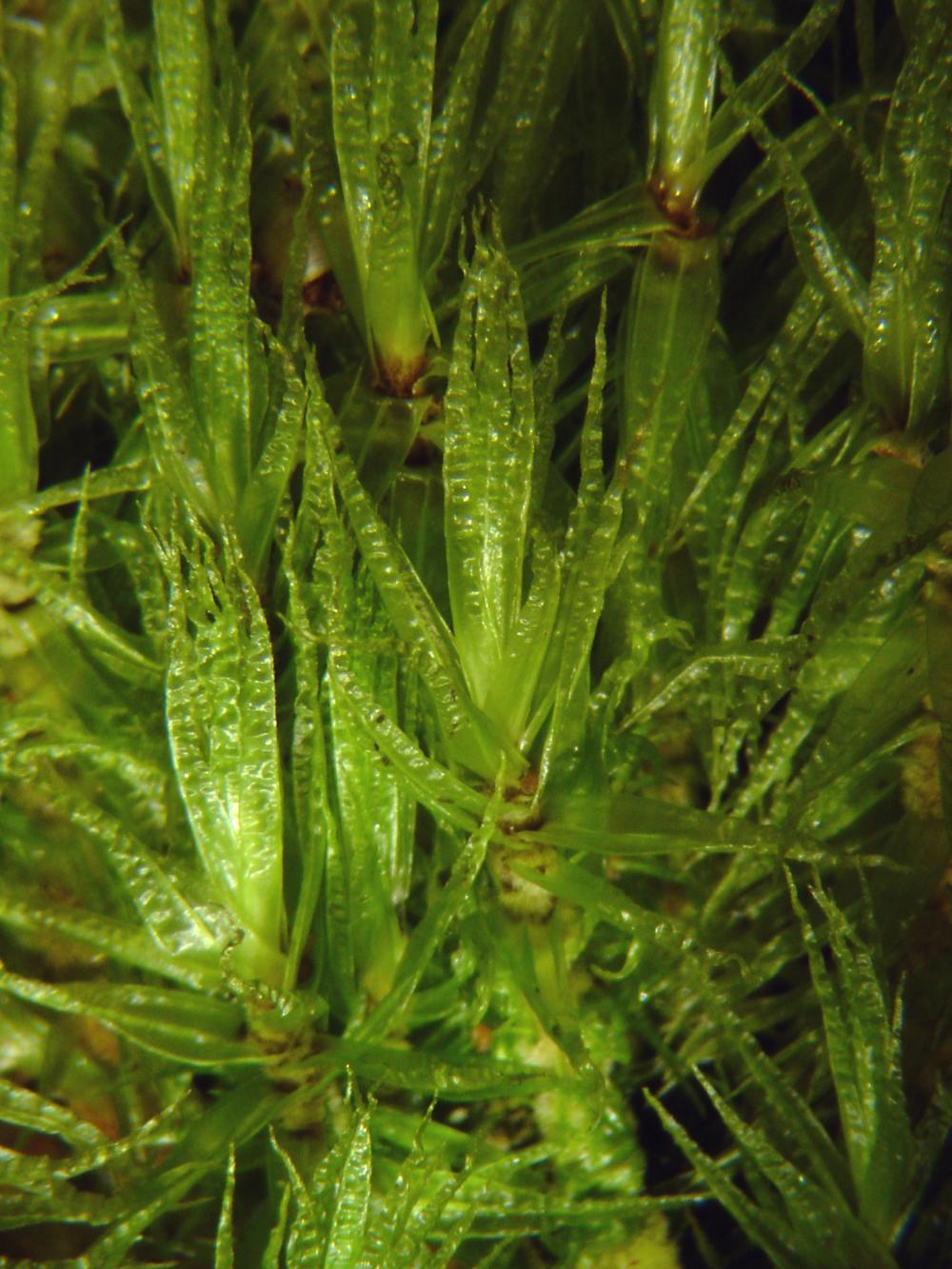 Dicranum polysetum (door Dick Haaksma)