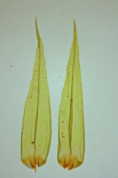 Dicranum polysetum (door Jan Kersten)