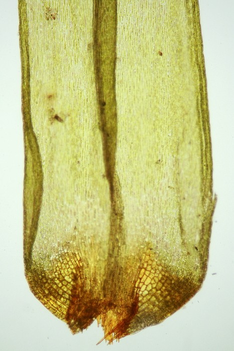 Dicranum polysetum (door Jan Kersten)