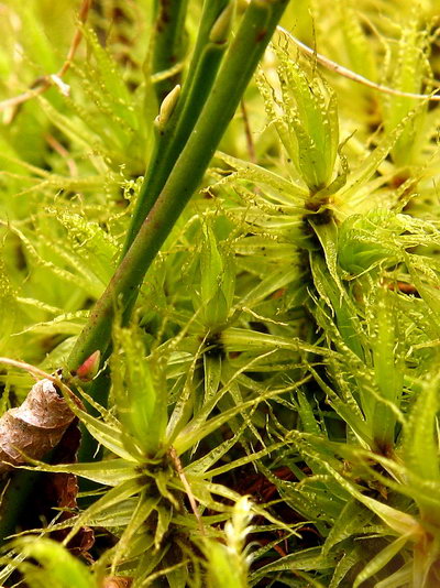 Dicranum polysetum (door Andrew Spink)