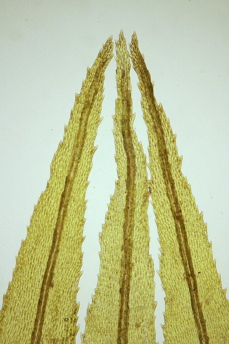 Dicranum polysetum (door Jan Kersten)