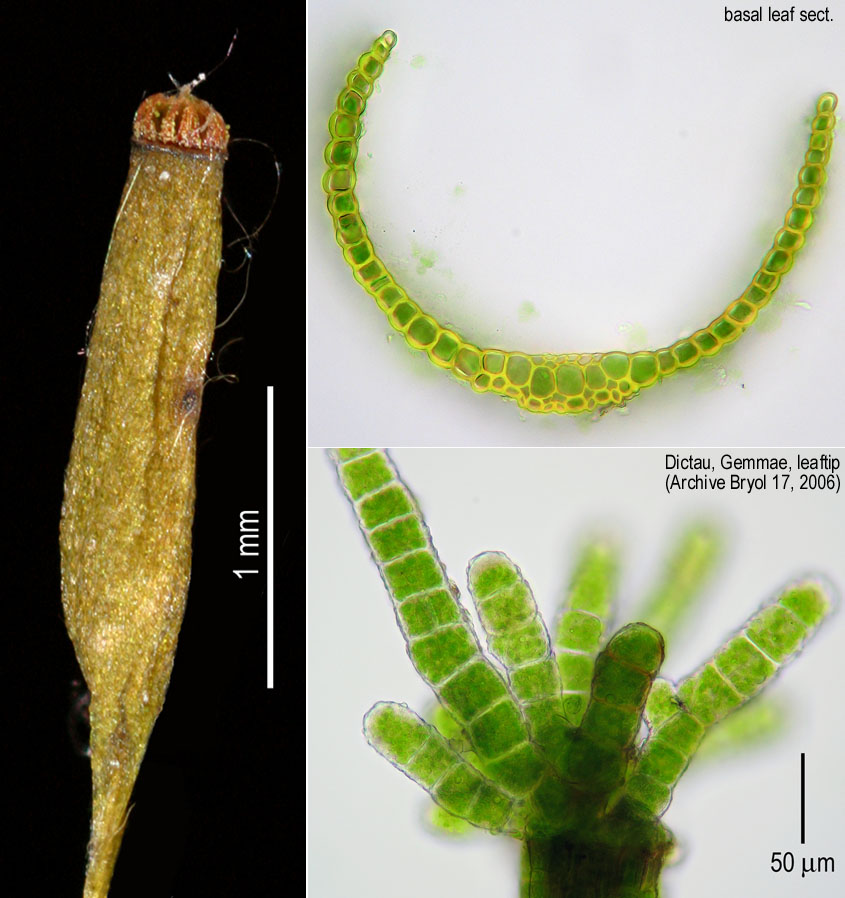 Dicranum tauricum (door Norbert Stapper)