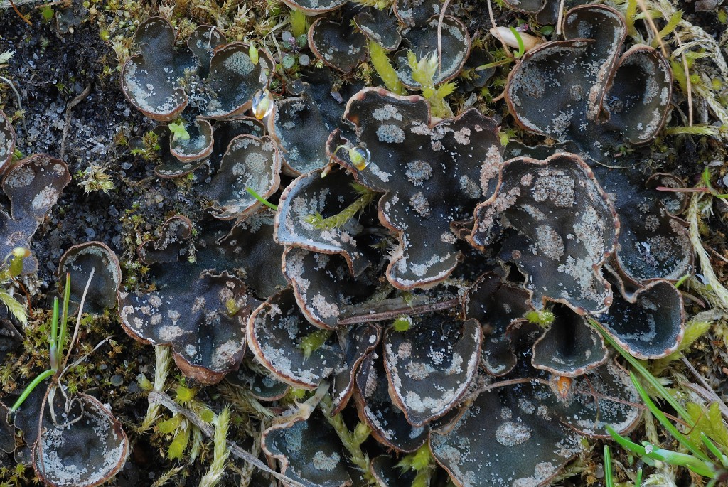 Peltigera didactyla (door Arjan de Groot)