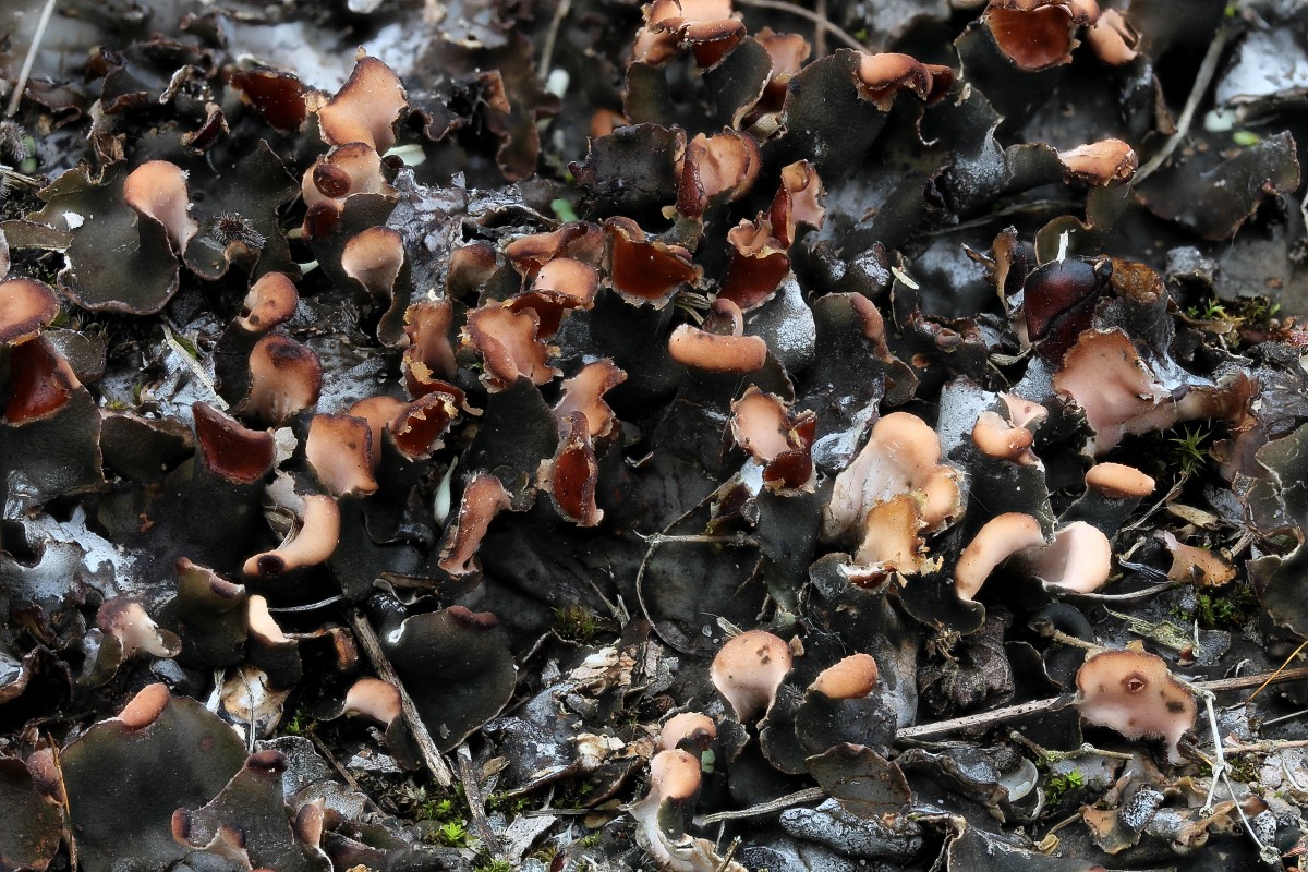 Peltigera didactyla (door Arjan de Groot)