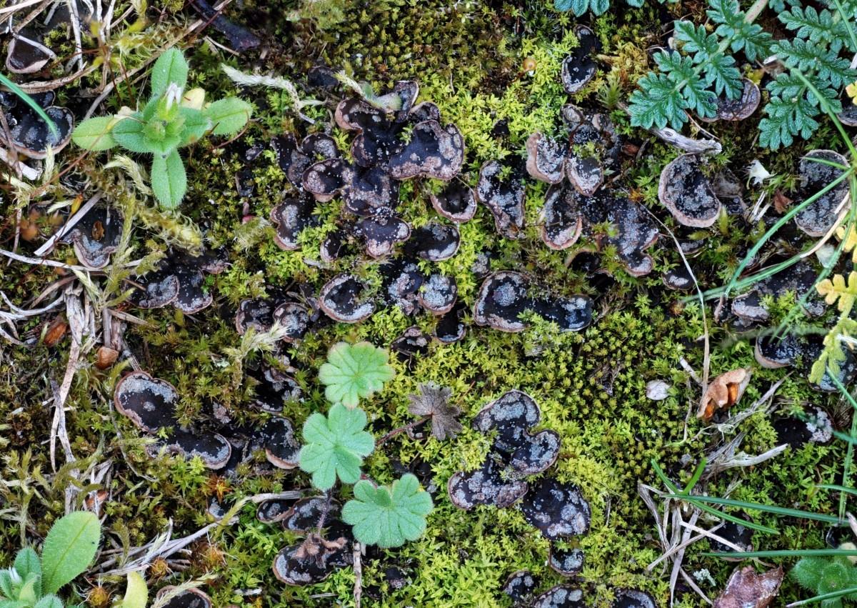 Peltigera didactyla (door Arjan de Groot)