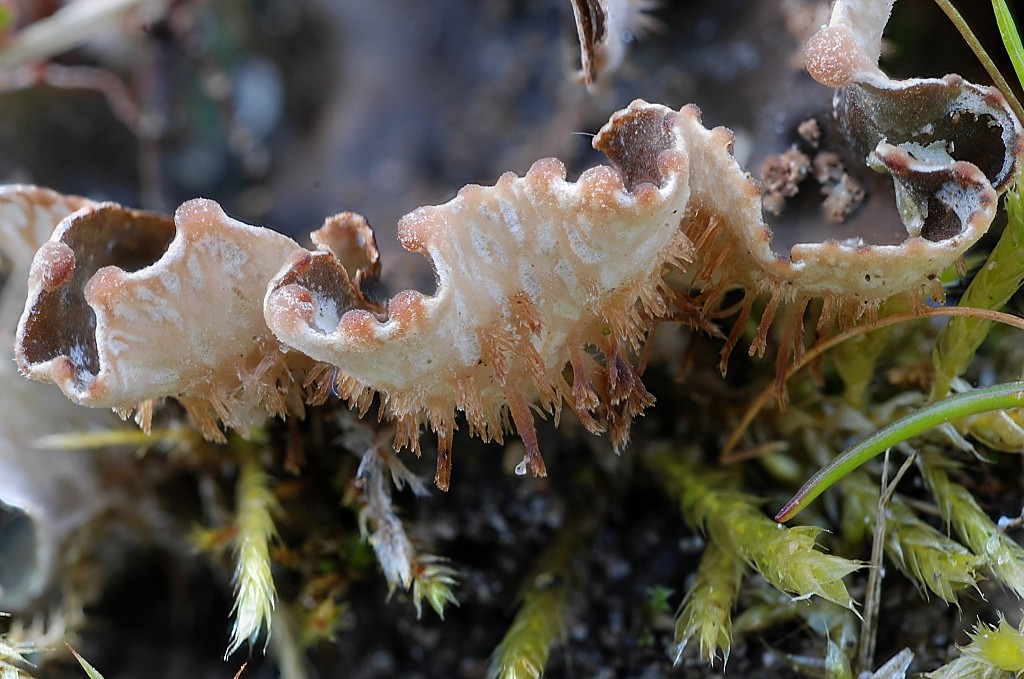 Peltigera didactyla (door Arjan de Groot)