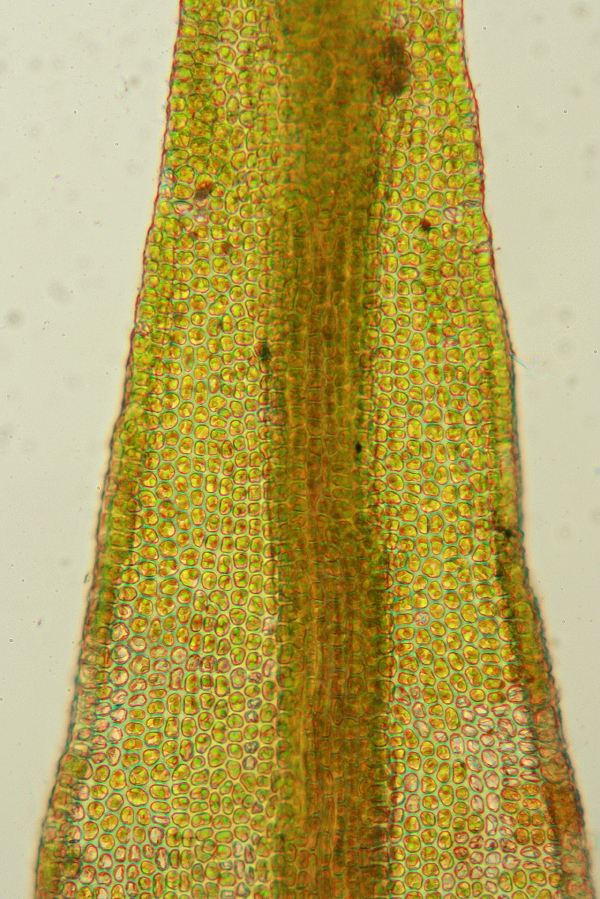 Didymodon rigidulus (door Jan Kersten)