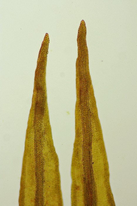 Didymodon rigidulus (door Jan Kersten)