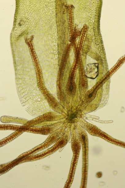 Didymodon vinealis (door Jan Kersten)