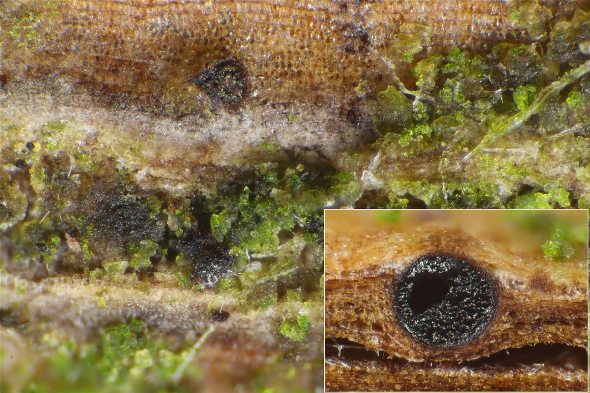 Didymosphaeria oblitescens (door Laurens van der Linde)