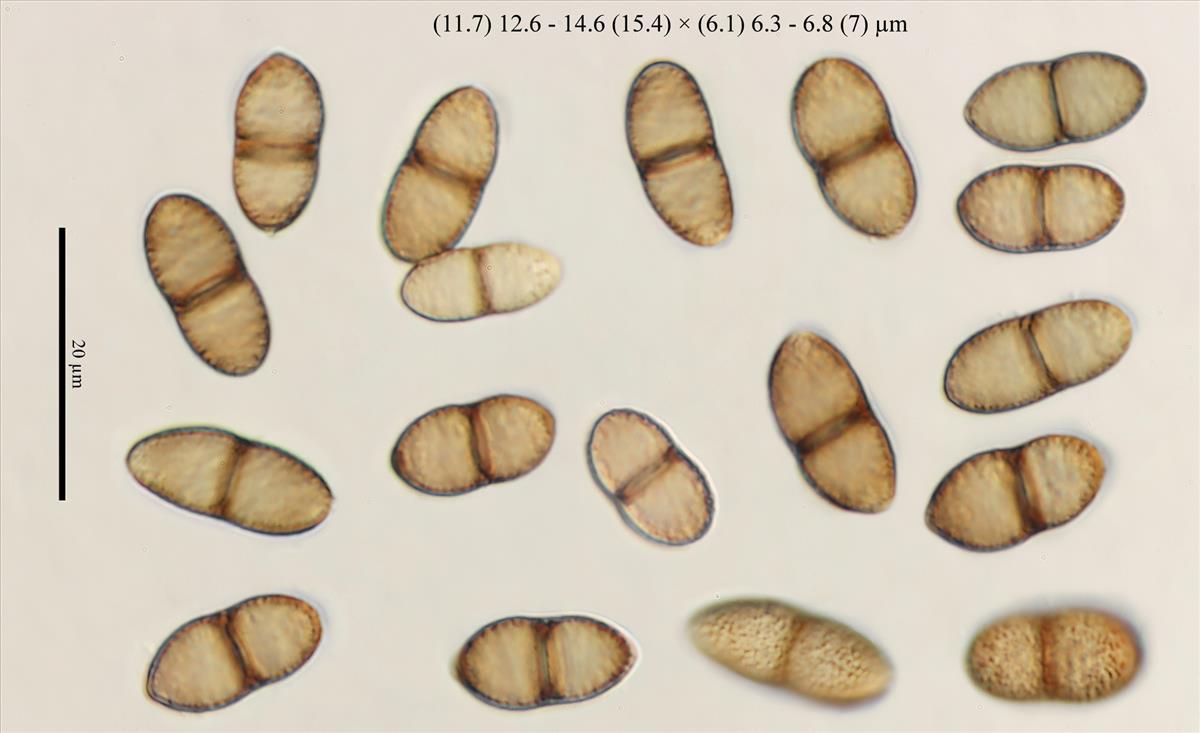 Didymosphaeria oblitescens (door Laurens van der Linde)