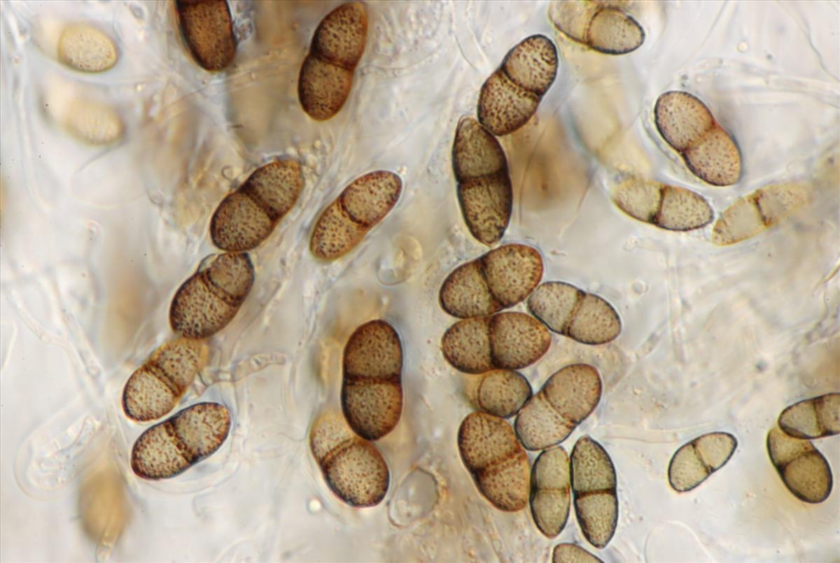 Didymosphaeria oblitescens (door Laurens van der Linde)