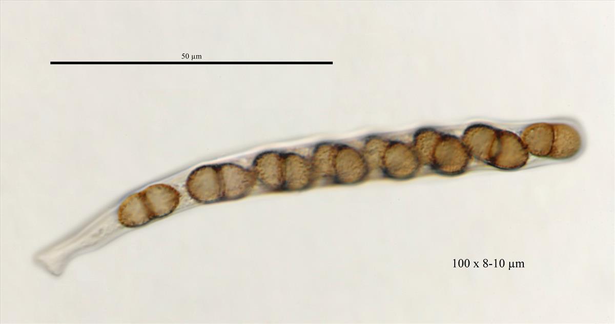 Didymosphaeria oblitescens (door Laurens van der Linde)