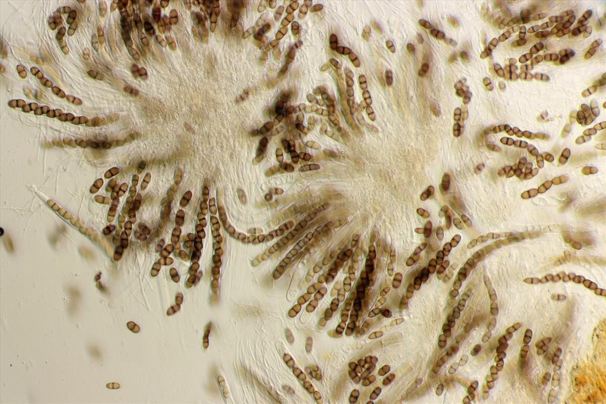 Didymosphaeria oblitescens (door Laurens van der Linde)