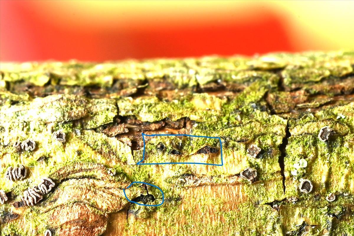 Didymosphaeria oblitescens (door Laurens van der Linde)