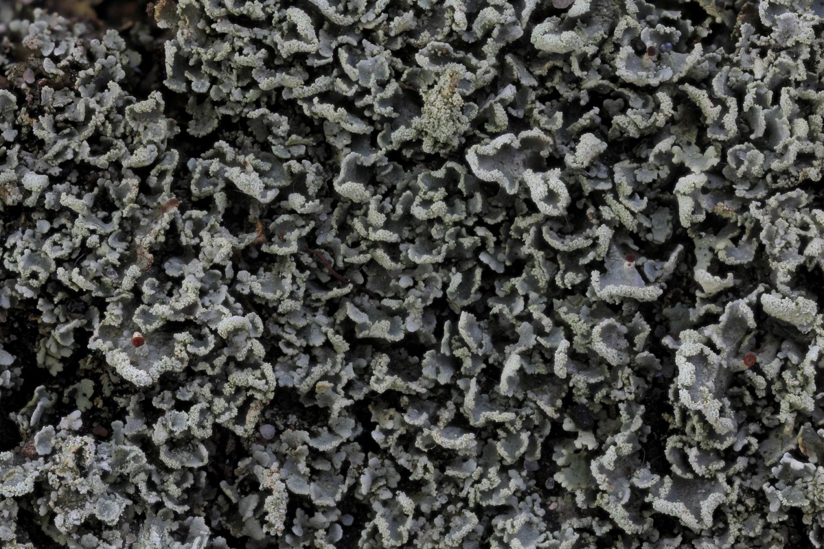 Cladonia digitata (door Arjan de Groot)