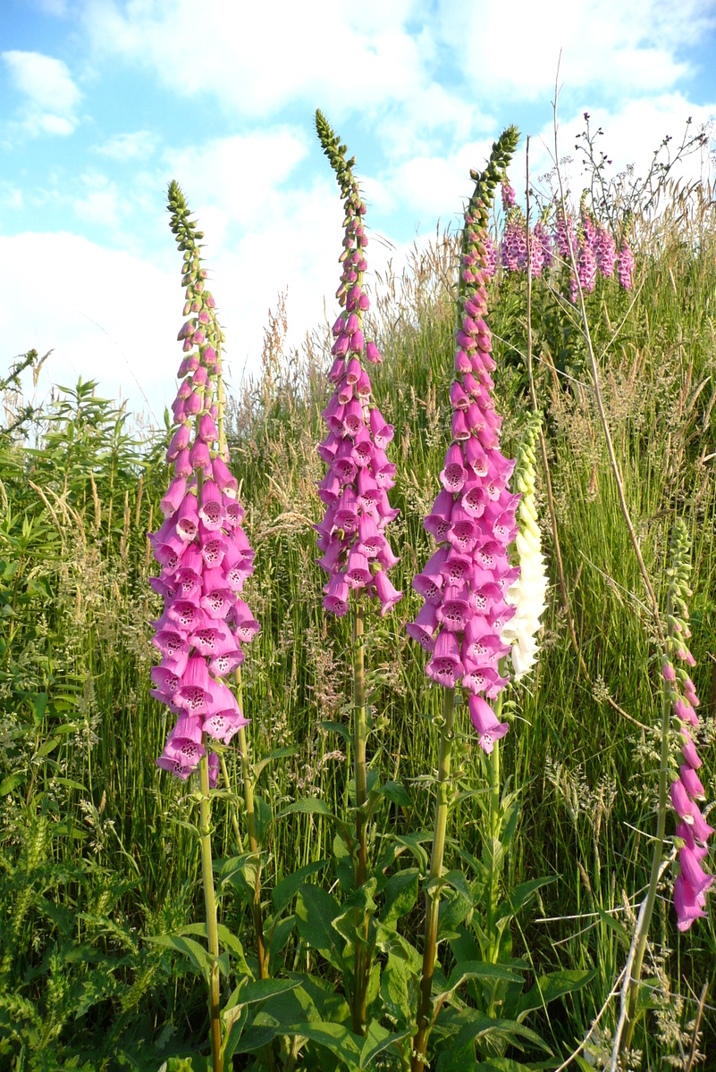 Digitalis purpurea (door Willie Riemsma)