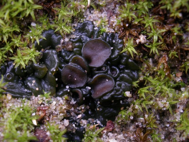 Enchylium tenax (door Maarten Langbroek)