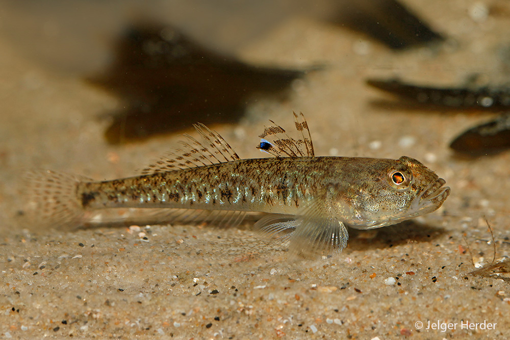 Pomatoschistus minutus (door Jelger Herder)