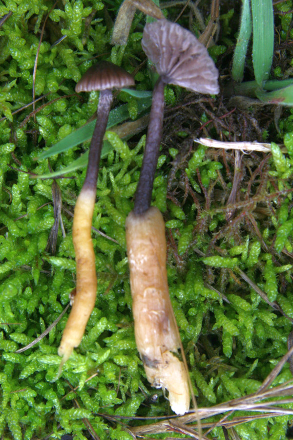 Squamanita contortipes (door Gerard ten Have)