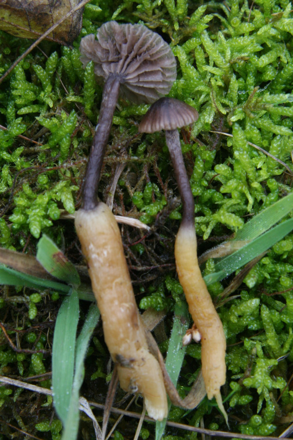 Squamanita contortipes (door Gerard ten Have)