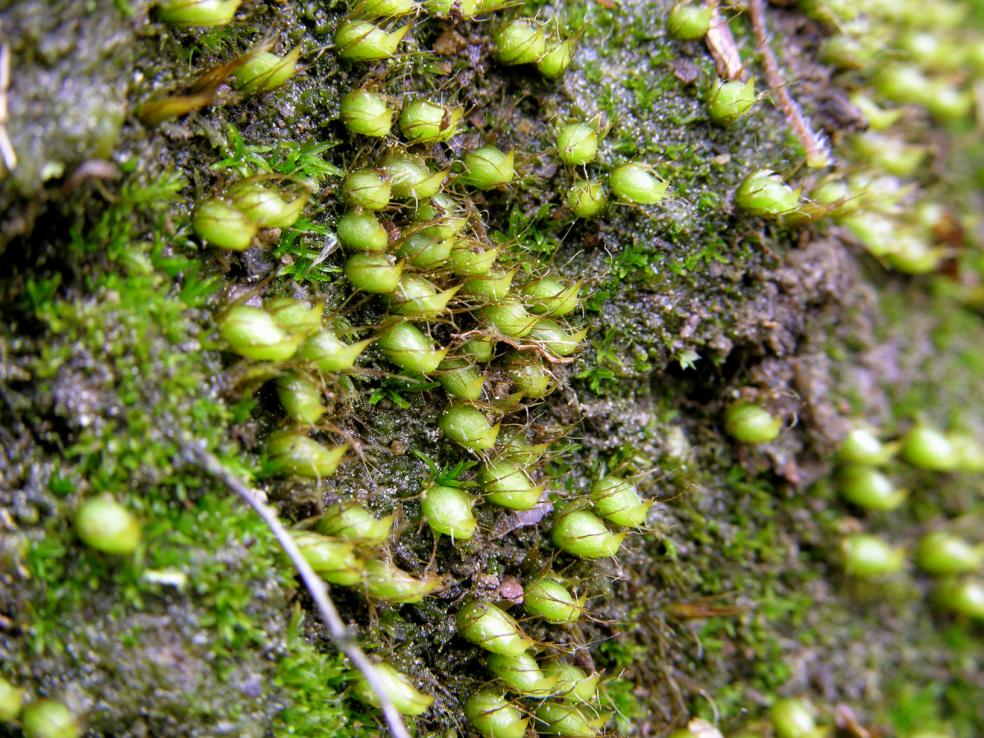 Diphyscium foliosum (door Dick Haaksma)