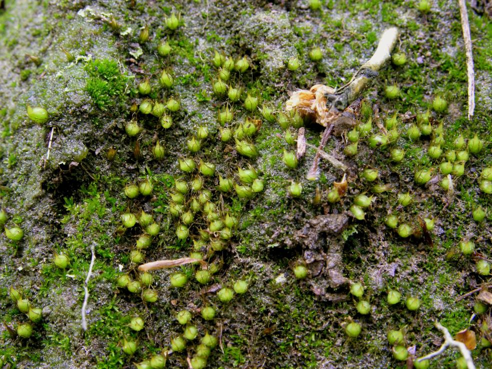 Diphyscium foliosum (door Dick Haaksma)