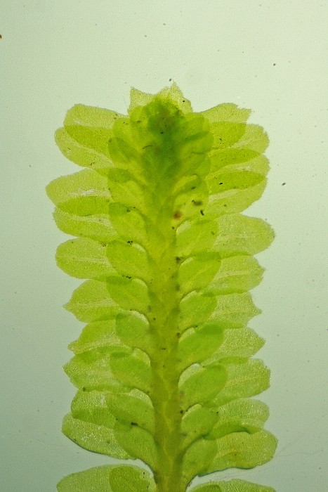 Diplophyllum albicans (door Jan Kersten)