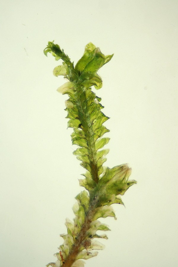 Diplophyllum albicans (door Jan Kersten)