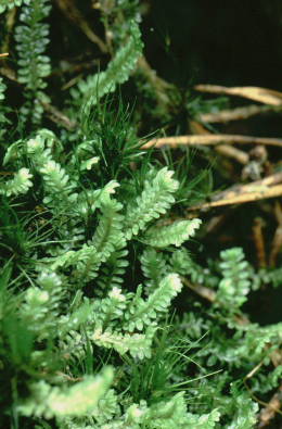 Diplophyllum albicans (door Klaas van der Veen)